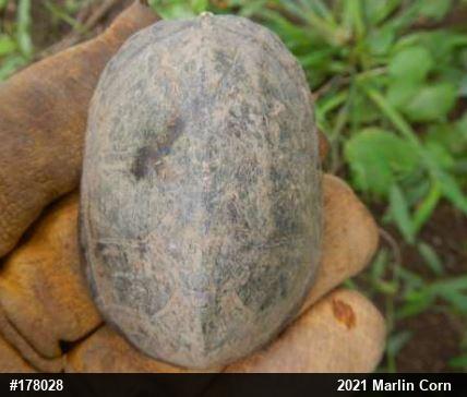 Eastern Musk Turtle