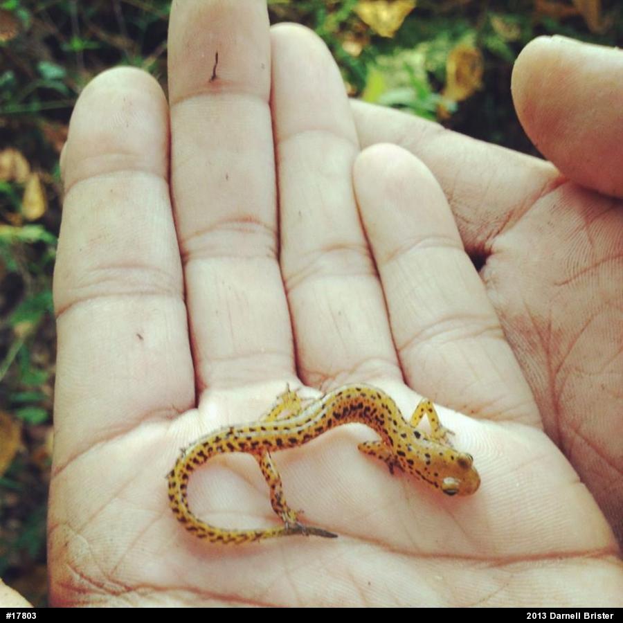 Eastern Long-tailed Salamander