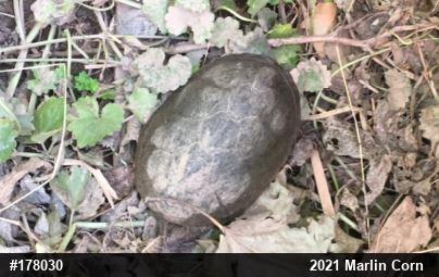Eastern Musk Turtle