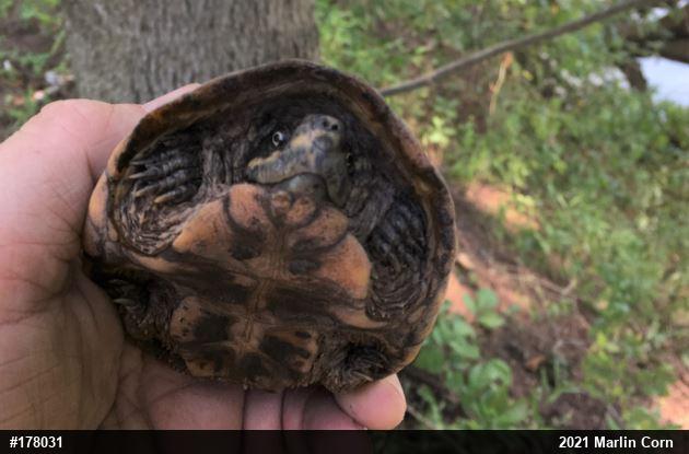 Eastern Musk Turtle