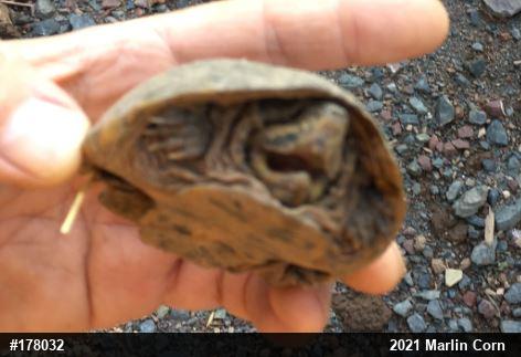 Eastern Musk Turtle