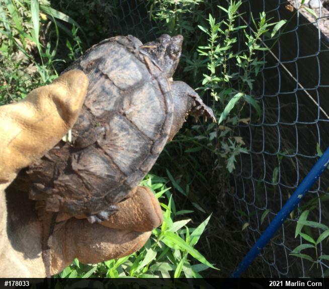 Snapping Turtle