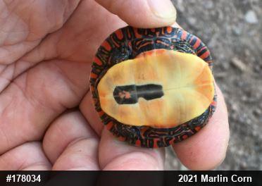 Painted Turtle