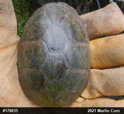 Eastern Musk Turtle