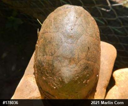 Eastern Musk Turtle