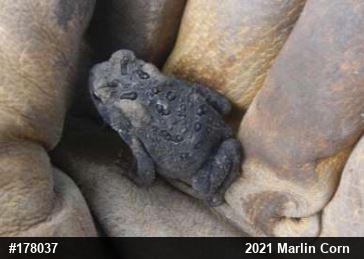 Eastern American Toad
