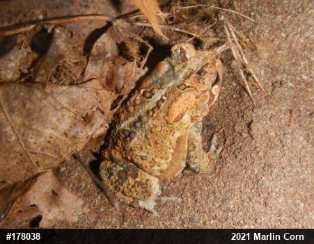 Eastern American Toad
