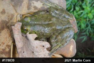 American Bullfrog