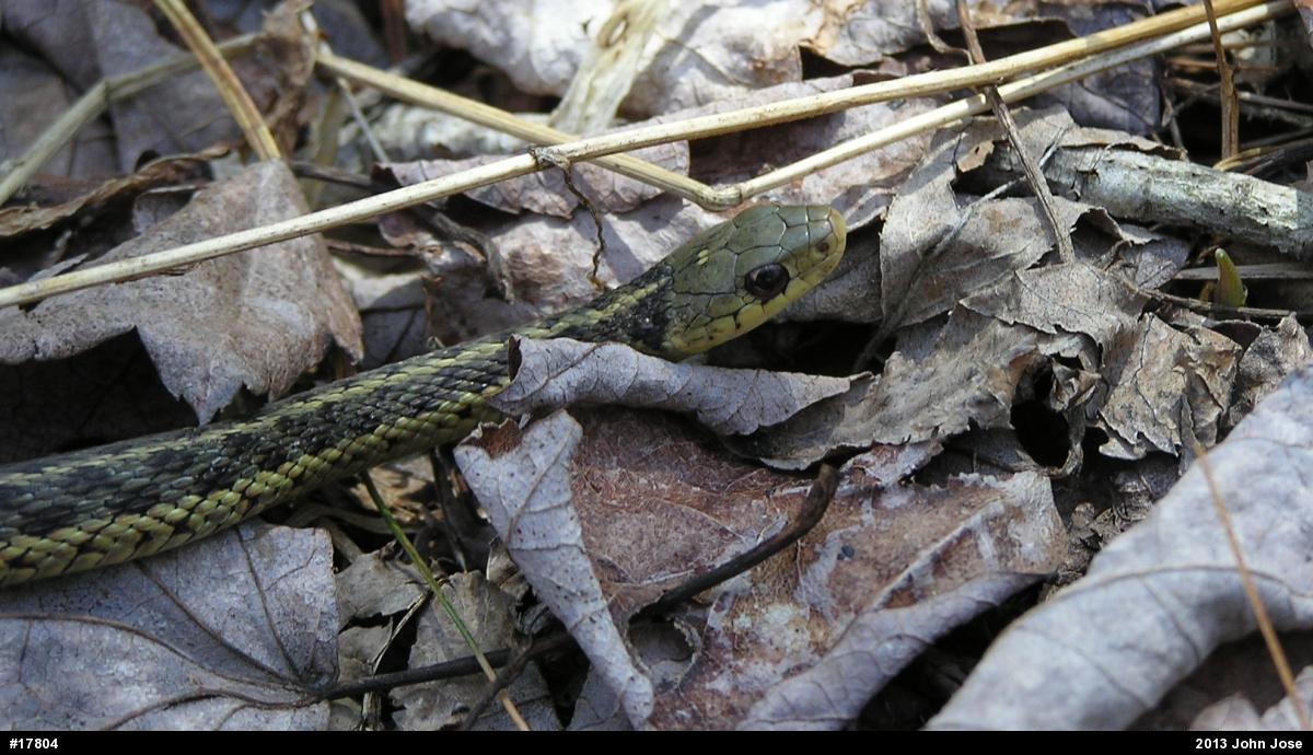 Eastern Gartersnake