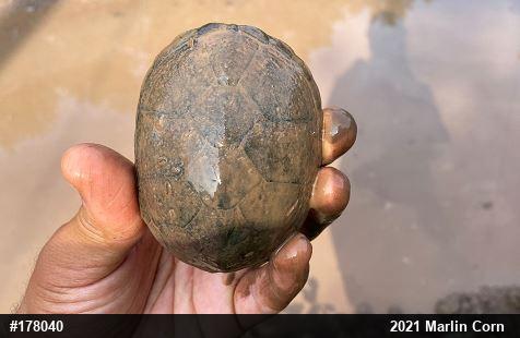 Eastern Musk Turtle