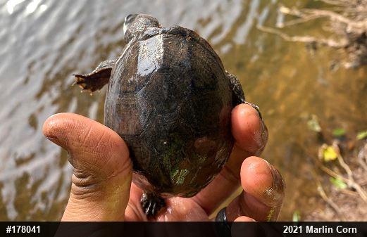 Eastern Musk Turtle