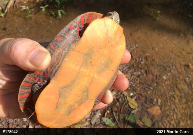 Painted Turtle