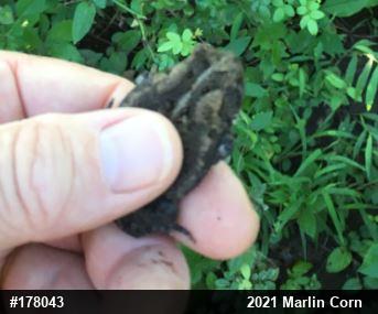 Eastern American Toad