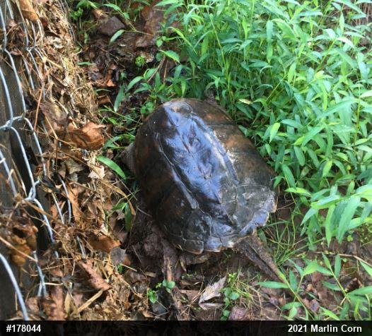 Snapping Turtle