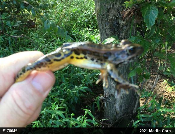 Pickerel Frog