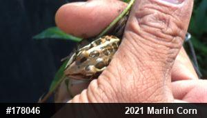 Pickerel Frog
