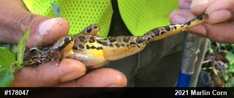 Pickerel Frog