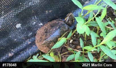Eastern Musk Turtle