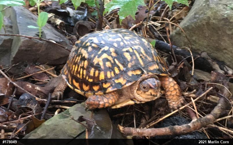 Eastern Box Turtle