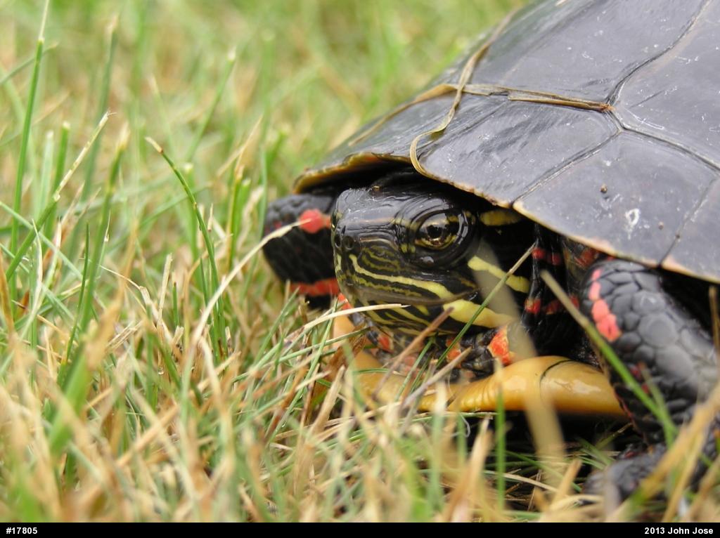 Painted Turtle
