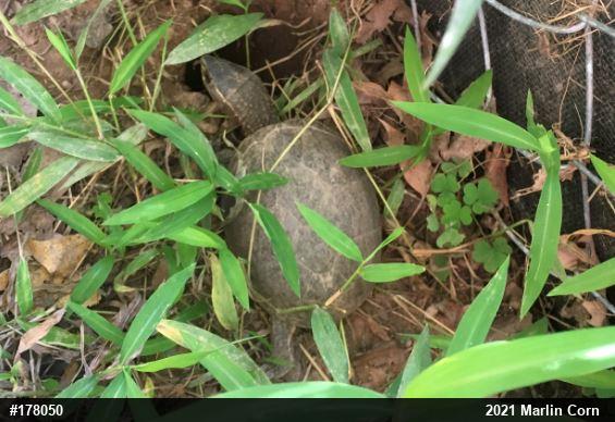 Eastern Musk Turtle