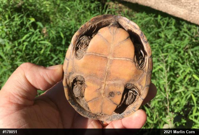 Eastern Musk Turtle