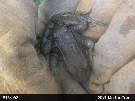 Green Frog
