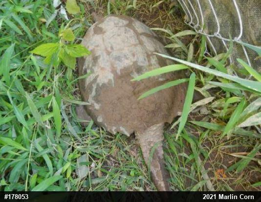 Snapping Turtle