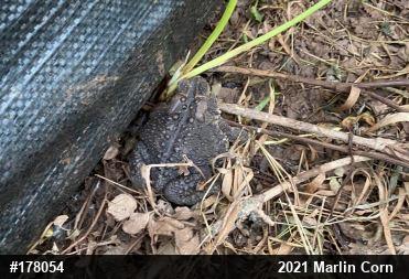 Eastern American Toad