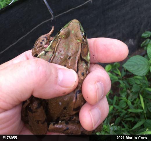 Green Frog