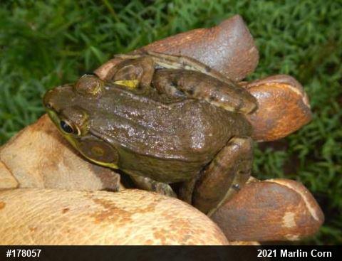 Green Frog