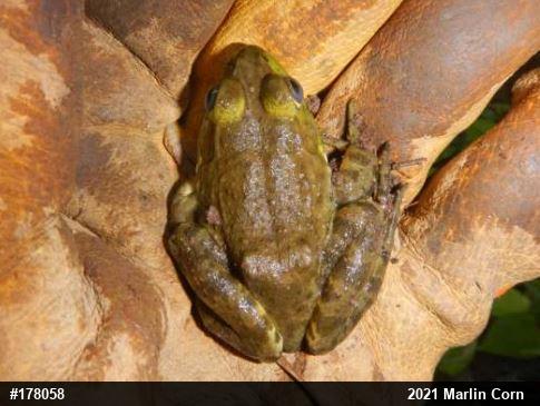 American Bullfrog