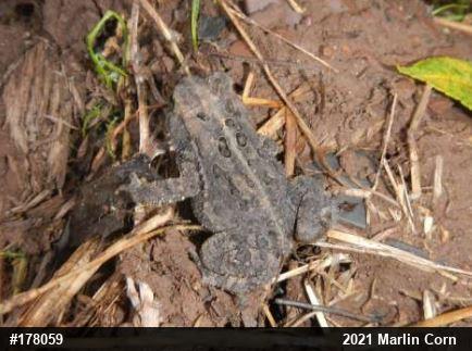 Eastern American Toad