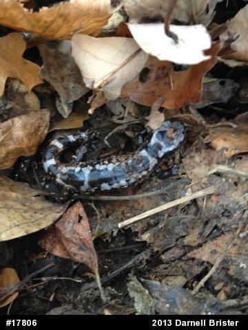 Marbled Salamander