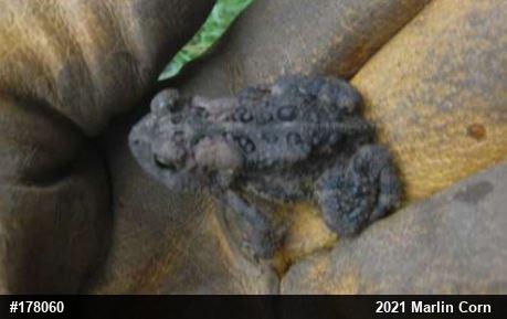 Eastern American Toad