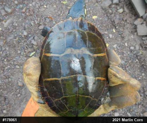 Eastern Painted Turtle