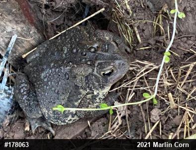 Eastern American Toad