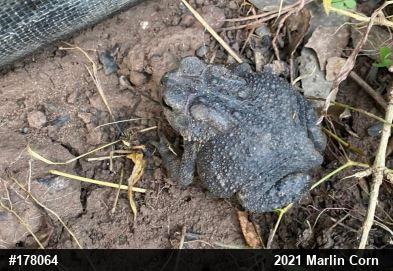Eastern American Toad