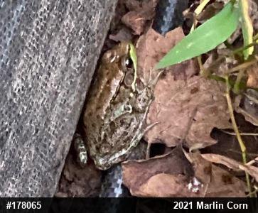 Green Frog