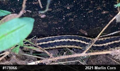 Eastern Gartersnake