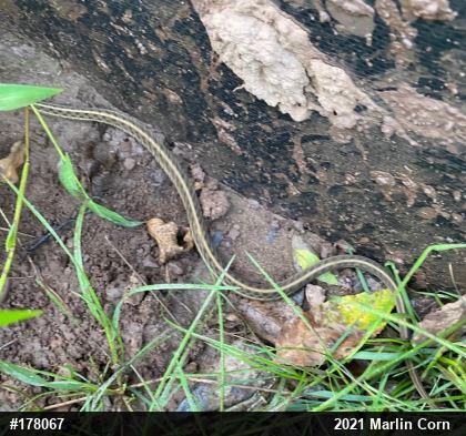 Eastern Gartersnake