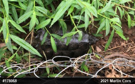 Snapping Turtle