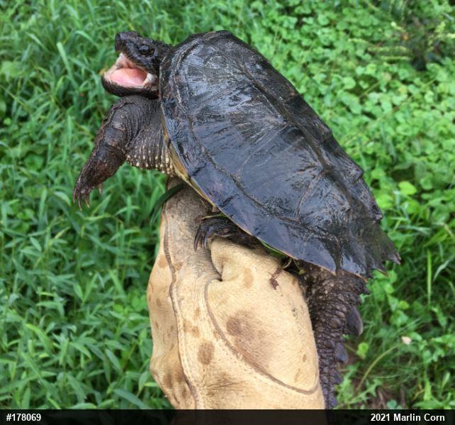 Snapping Turtle