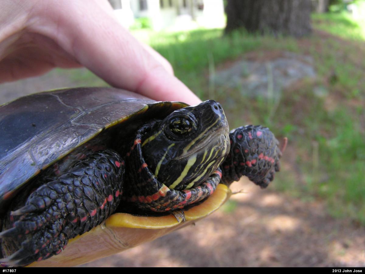 Painted Turtle