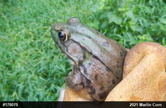 Green Frog