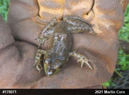 American Bullfrog