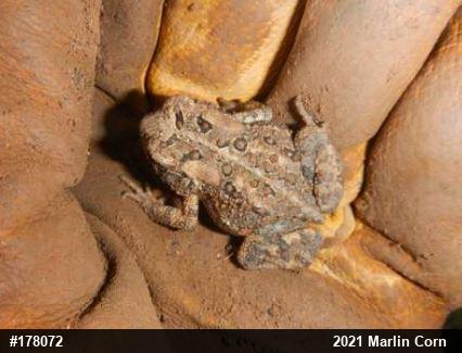 Eastern American Toad