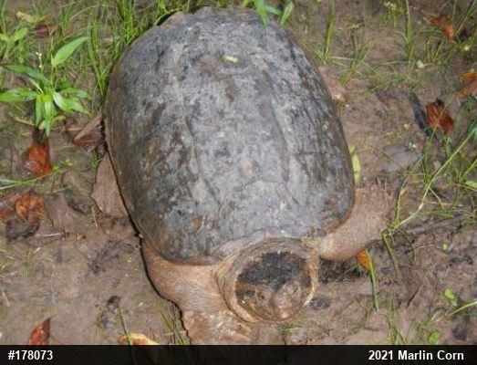 Snapping Turtle
