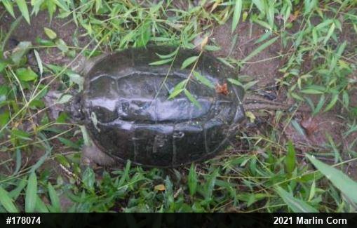 Snapping Turtle