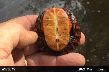 Painted Turtle